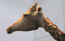 giraffe